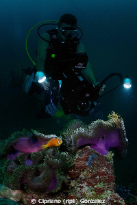 diver filming colorfull anemone by Cipriano (ripli) Gonzalez 
